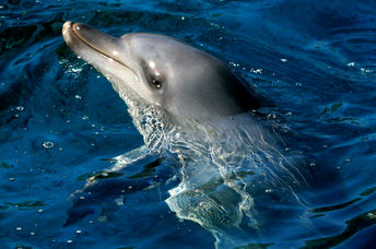 Portrait of an Indian Ocean bottlenose dolphin in blue water