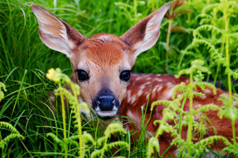 A baby deer is very cute!