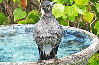 Fledgling Australian magpie having his first bath on a hot summer day