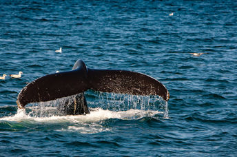 The tail of a right whale in the ocean