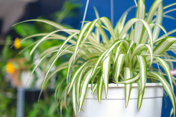 Plants need tender loving care too.