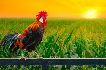 Getting up earlier has many benefits.