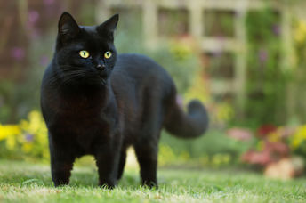 Close up of a black cat in the grass