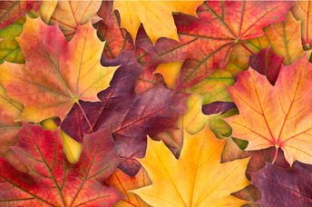 Fall leaves are very colorful.