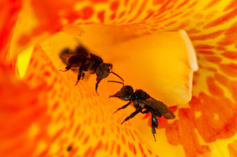 Stingless bees collecting pollen from a canna lily.