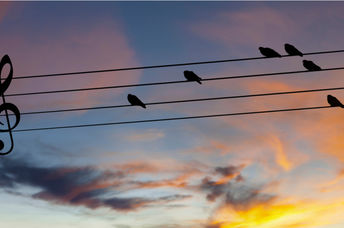 Birds on wires.
