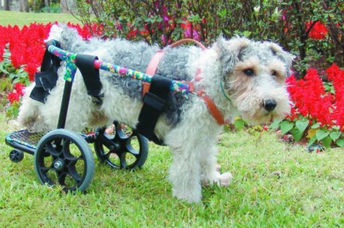 This disabled dog is using a pet wheelchair