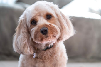 Sweet Cavapoo dog listening attentively