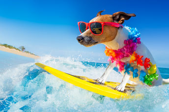 A Jack Russell dog surfing the waves is wearing sunglasses and a flower lei.