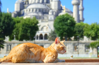 Ginger cat sleeping on a bench in front of the Blue Mosque ( Sultan Ahmet Camii ) in Istanbul, Turkey