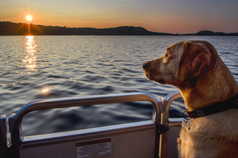 Dog rides a ferry, enjoying the sunset view.