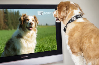 A pet dog enjoying new TV channel for dogs, DOGTV