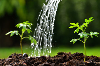 Watering spring seedlings with a healthy, organic  DIY liquid feed.
