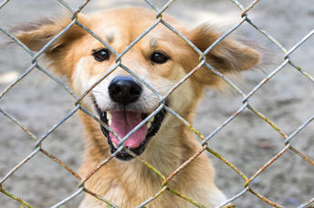 This shelter dog needs a forever home.