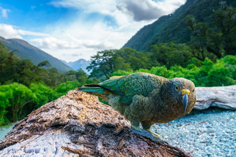 Kea mountain parrot on a tree trunk, against a stunning New Zealand backdrop