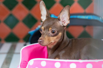 A cute miniature pinscher dog resting in its dog bed