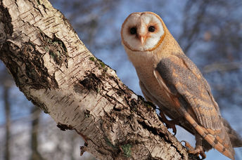 Barn owl climbs up a birch tree