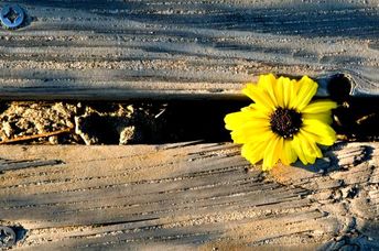 A yellow flower makes it way through some wooden planks and blooms symbolizing perseverance