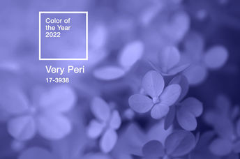 Close-up of hydrangea flowers colored in Very Peri, Pantone’s Color of the Year 2022