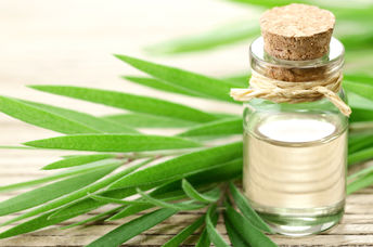 This essential oil is made from tea tree leaves.