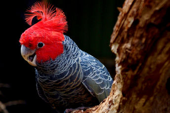 A captivating, endangered male Gang-gang Cockatoo, a native Australian bird, with a bright red head