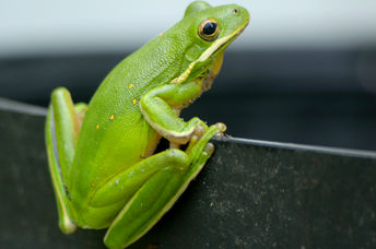 American Green Tree Frog.