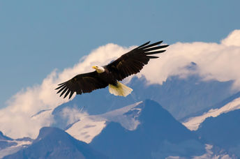 Eagle flying.