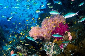 Stunning Raja Ampat coral reef in Indonesia.