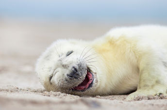 A white gray seal baby is laughing at the beach.