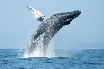 Humpback whale breaching out of the ocean.