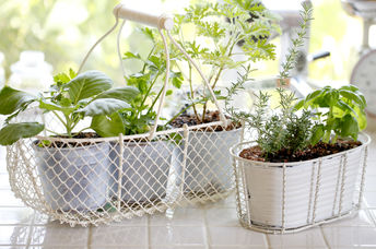 Indoor herb garden.