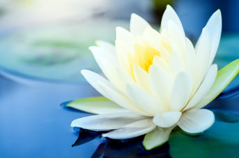Serene like wu wei,  a white lotus flower floats on a pond.