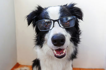 Smiling border collie puppy illustrating that new research suggests pet dogs can tell their owner's language apart from foreign ones!