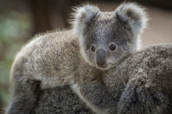 Adorable baby koala bear in the wild in Australia.