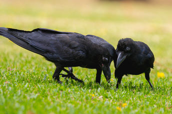 Crows foraging in the grass.