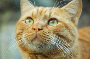 Close up of cute, green eyed ginger cat looking up.