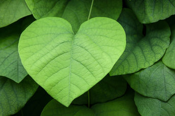 Lush, heart-shaped leaves symbolizing both giving and protecting our environment.
