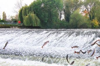 Atlantic salmon jump as they swim upriver to spawn.