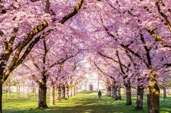 Walking on green grass under cherry blossoms in a sunny park in the spring.