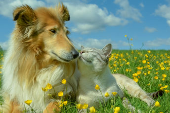 A cat and dog enjoy being in nature while lying in  a field of buttercups.