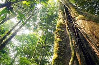 Looking up at the canopy of a rainforest.
