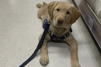 Holiday is a courthouse therapy dog trainee.