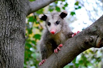 Cute American opossum in a tree.