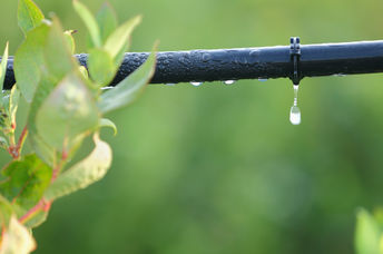 A drip irrigation system at work.