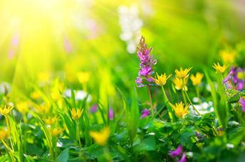 Replace your lawn with wildflowers like these and promote biodiversity.