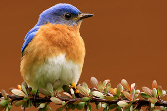 The eastern bluebird in New York, USA.