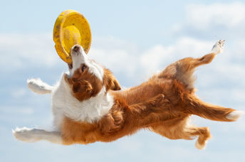 A talented border collie dog soars through the air to catch a frisbee.