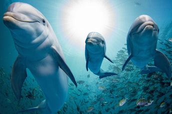 Dolphin family swimming on a reef.