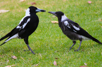 Australian magpies show signs of altruism.