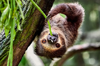 Sloth hanging on a tree and eating leaves.
